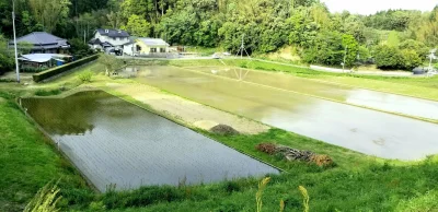 ama-japan - W Japonii pola ryżowe już zalane i obsadzone

#japonia #ciekawostkijp #fo...