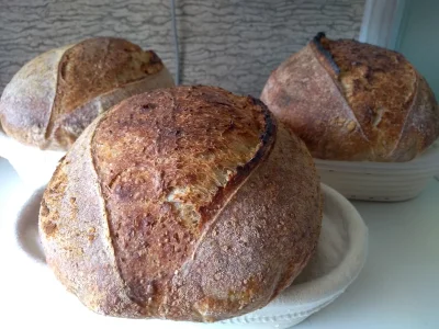 skotfild - Dziś 3 chleby pszenne na zakwasie. Jeszcze ciepłe. Jeden z nich jest z kom...