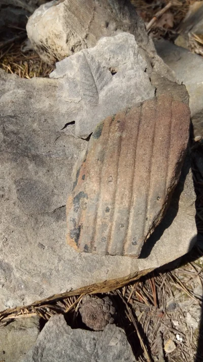 T.....o - #paleontologia #katowice
Znaleźliśmy już dziś skamieniałości skrzypu, skam...