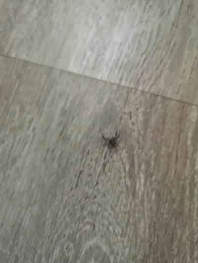 Rejiv - Mirki, co to #!$%@? mać za pająk jest? Pierwszy raz go widzę, malutki i dosyć...