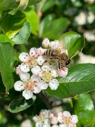 dzana - Lubicie #pszczolki 

#las #laka #kwiaty #mojezdjecie #fotografia #przyroda #n...