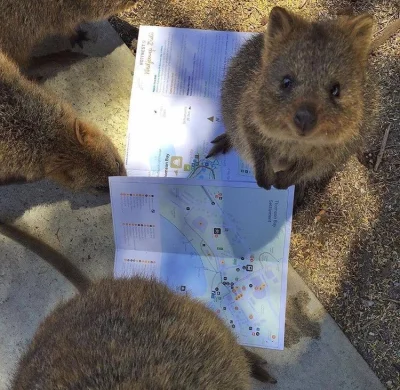 aloszkaniechbedzie - #quokkanadzis #quokkanawczoraj #quokka #zwierzaczki