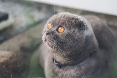 hakeryk2 - Zobaczył orła cień ( ͡◕ ᴥ ͡◕)

#pokazkota #koty #kitku #scottishfold #mo...