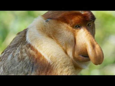 starnak - Why Do These Monkeys Have Such Outrageous Noses?