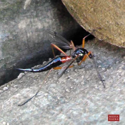 suicideispainless - #owady #biologia #insekty #fauna #przyroda

Któż wie co to jest...