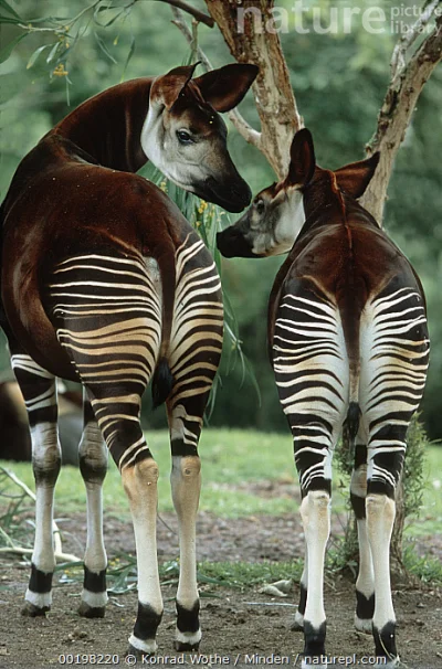 likk - zamiast powitania słów #porannaporcja leśnych okapiów

Okapi leśne (Okapia j...