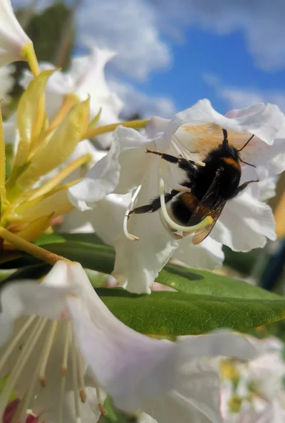 wojtekbezportek - #trzmiele #natura #przyroda #600plus

PATRZCIE NA TEGO #!$%@?

NA T...