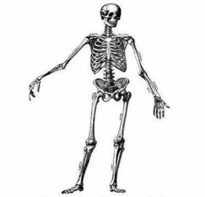 Radi0aktywna - Przeciętne ludzkie ciało zawiera wystarczająco kości by zbudować z nic...