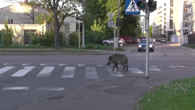 piotr1900 - Kulturalny dzik idzie chodnikiem :) Dobrze zaczął tylko potem ta zebra ni...