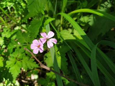 czteroch - Bodziszek błotny 
Geranium palustre L.
#las #przyroda #lasboners #bagnabon...