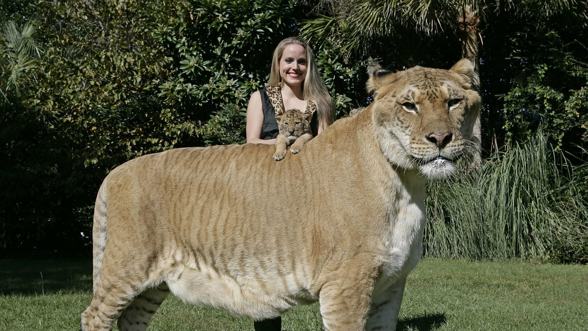 Лигр Геркулес самый большой тигр вес