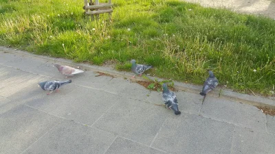 porannewyciepsa - #dziendobry mirki macie pozdrowienia z rana od warszawskich gołębi