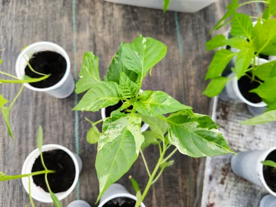 lukaschels - Chilli Negro ma takie wybarwienia na liściach. Ta odmianą tak ma czy jak...