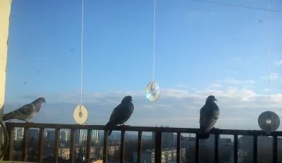 goemoe - Miałem kiedyś problem z gołębiami na balkonie, szukaliśmy ze współlokatorami...