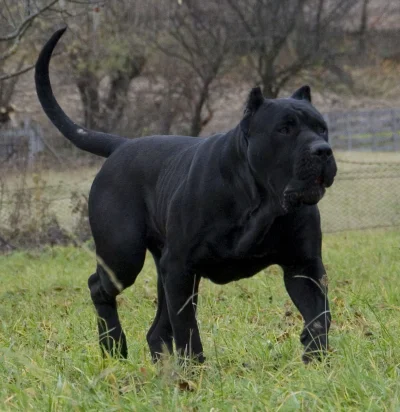 nobrainer - Cerber nie psina

#smiesznypiesek #canecorso