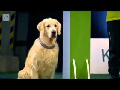 orle - Dla golden retrievera są rzeczy ważne, ważniejsze i
SPOILER

(od 0:50)

S...