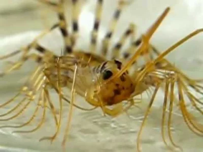 GregPelka - @HumanBeing: House centipede - Scutigera coleoptrata. Parecznik powszechn...