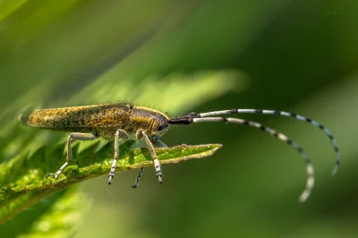 vitoosvitoos - Zgrzytnica zielonkawowłosa (Agapanthia villosoviridescens)

https://...