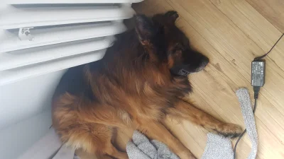 r__k - W poniedziałek robiliśmy trening z mantrailingu, Thorin musiał pomyśleć jakieś...