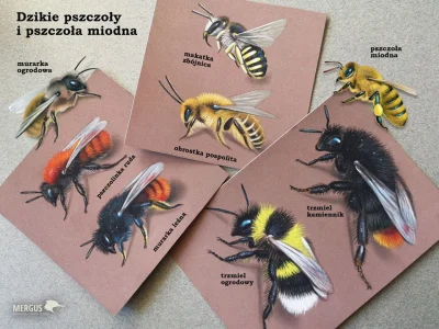 Lifelike - #graphsandmaps #przyroda #natura #grafika #entomologia #owady #pszczoly
