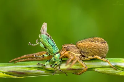 vitoosvitoos - Co w trawie piszczy? Bokochód (Xysticus) vs Naliściak (Phyllobius).
h...