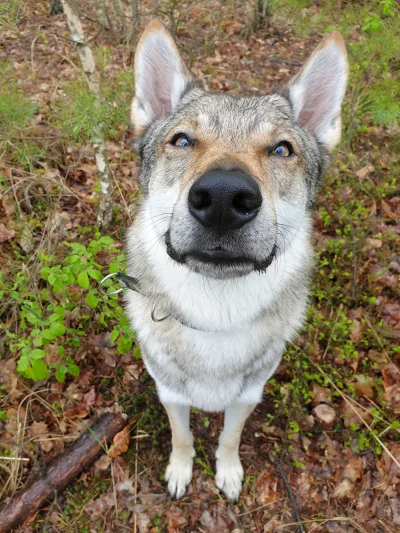 pranko_csv - Dzień dobry!
#prankothewolfdog