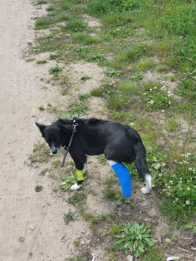 Kowalyo - Piesio zwichnął łapę, w piątek operacja :(

#pies #psy #pokazpsa #chwalesie...