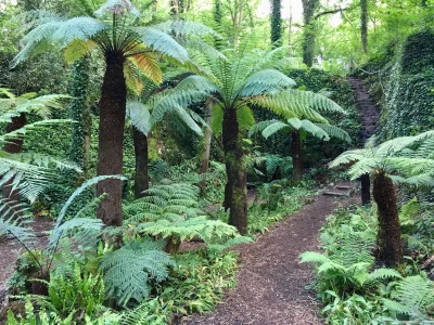 siRcatcha - Bardzo fajne są takie "lasy" paprociowe. Zwiedzając Irlandie odwiedziłem ...