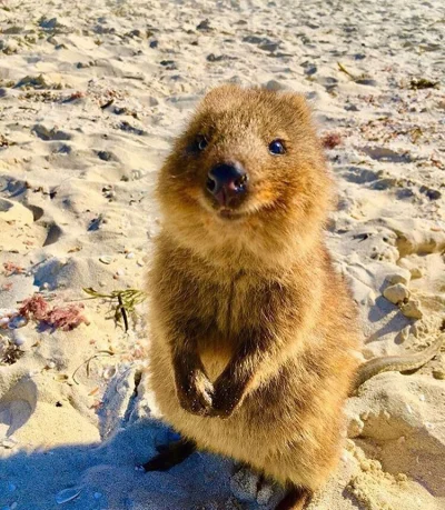 aloszkaniechbedzie - #quokkanadzis #quokkanawieczor #quokka #zwierzaczki