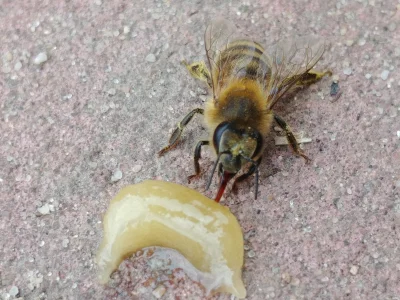 latko94 - Dwa tygodnie temu nakarmiłem ziomka pszczołę miodem, bo siedział niemrawy. ...