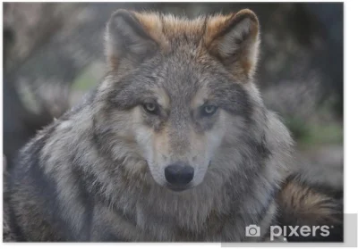 krabozwierz - @pranko_csv: Jeśli Pranko zalicza się do wilków, to Pranko jest moim ul...
