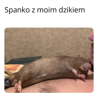 RandomowyJanusz - #spanko #dzik #heheszki