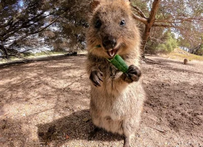 aloszkaniechbedzie - #quokka #quokkanadzis #quokkanawieczor #zwierzaczki