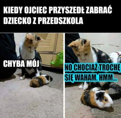 tabarok - #rodzice #koty #humorobrazkowy #swinkamorska