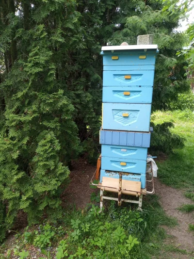 nie_mientki - Twój ul jest mniejszy niż mój.
#pszczelarstwo #miod #pszczoly #kazik #...