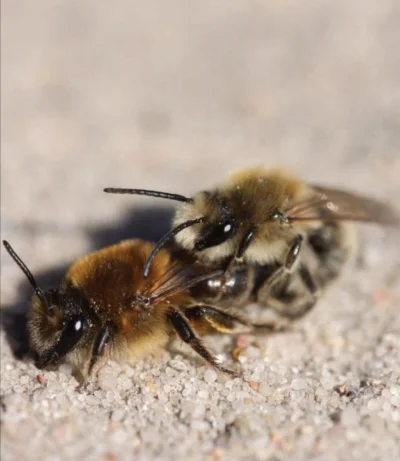 sesa_sebix - Widzieliście kiedyś bzykające się pszczoły? Oto bzykające się pszczoły, ...