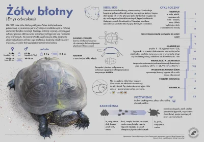 Lifelike - #graphsandmaps #nauka #biologia #zoologia #gady #zolwie #ciekawostki #info...