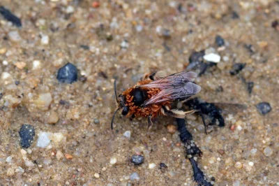 M.....e - Pszczolinka (Andrena sp.) obładowana larwami oleicy. Przykry widok, bo pszc...