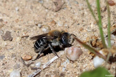 M.....e - Oleica krówka (Meloe proscarabaeus) to ciekawy chrząszcz, choć czarny chara...