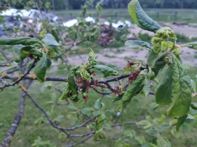 gobi12 - Co jest nie tak z tym drzewkiem? Czy to jakaś choroba? Te liście wydają się ...