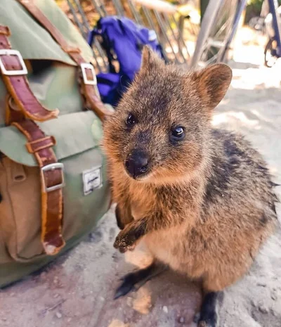 aloszkaniechbedzie - #quokkanadzis #quokka #quokkanawieczor #zwierzaczki