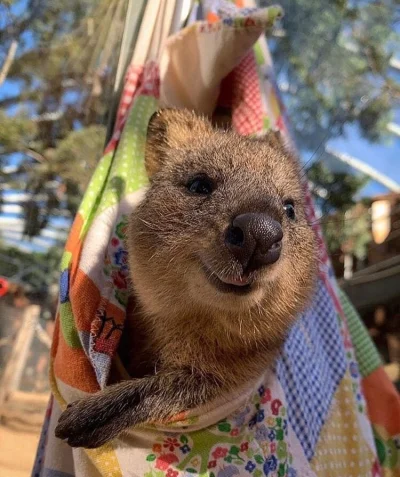 aloszkaniechbedzie - #quokka chill #quokkanadzis #quokkanawieczor #zwierzaczki