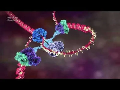 WielkiAtraktor - A tutaj transkrypcja DNA: