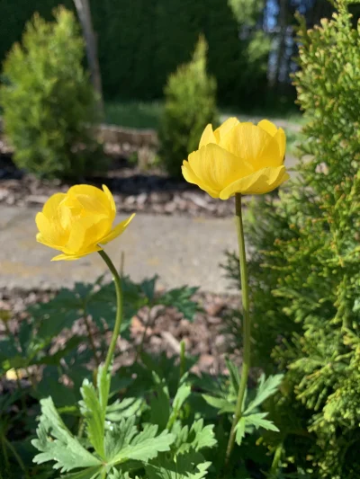 tristis-mundi - kwiatuszki dla cb