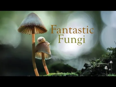 Zingeer - Fantastic Fungi bardzo fajny o różnego rodzaju grzybach i ich wpływie na ży...