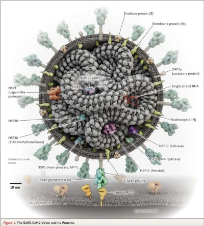 bioslawek - Świetny model koronawirusa SARS-COV-2. Wyszczególniono białka wchodzące w...