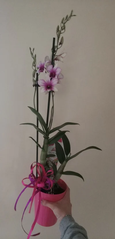 diskopol - Takiego kwiatka kupiłam mamie (｡◕‿‿◕｡)

#dzienmatki #kwiatek #orchidea