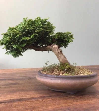 Piceek - Orintuje sie ktos ile taki 20 letni cyprysik jest warty?
#bonsai #ogrodnict...