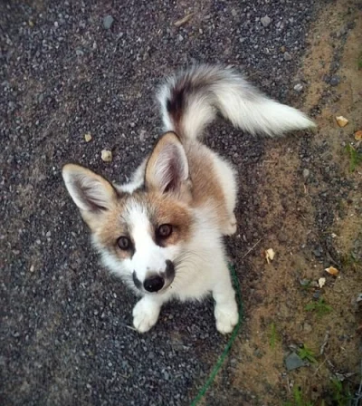 C.....k - Canadian marble fox (｡◕‿‿◕｡)
#smiesznypiesek #zwierzaczki #lisek