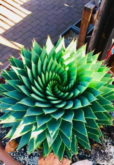 WuDwaKa - > Aloes spiralny

#rosliny #natura #matematyka #fraktal #fraktale #niebop...